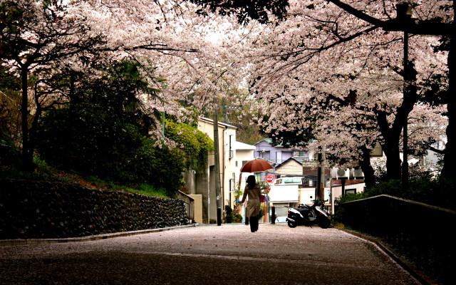 Woman walking umbrella rain tree free wallpaper for desktop - medium preview image