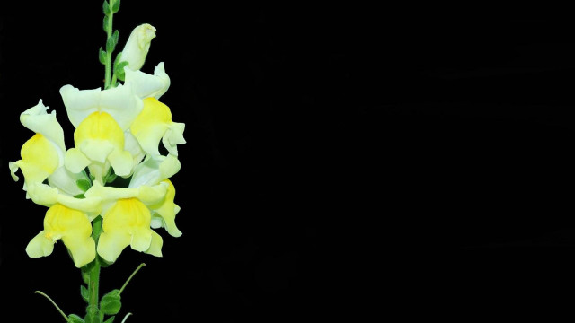 Yellow white flower black background free wallpaper for desktop - medium preview image