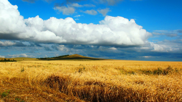 Wheat field cloudy hill distance free wallpaper for desktop - medium preview image