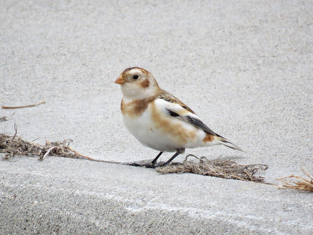 Bird sidewalk grass twigs chica free wallpaper for desktop - medium preview image