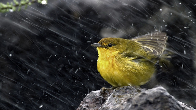 Yellow bird rock rain pine free wallpaper for desktop - medium preview image