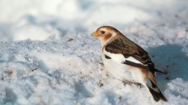 Small bird snow pile cloudy free wallpaper for desktop - medium preview image