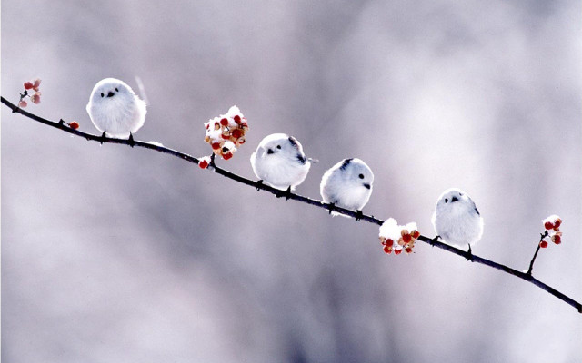 Birds branch berries gray sky free wallpaper for desktop - medium preview image