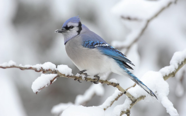 Blue jay perched branch snow #5 free wallpaper for desktop - medium preview image
