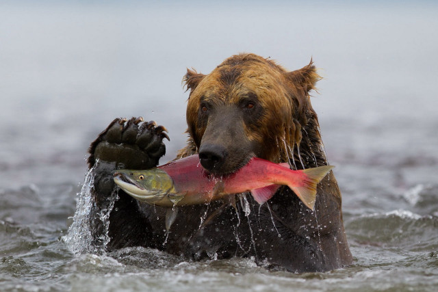 Bear water fish mouth fish free wallpaper for desktop - medium preview image