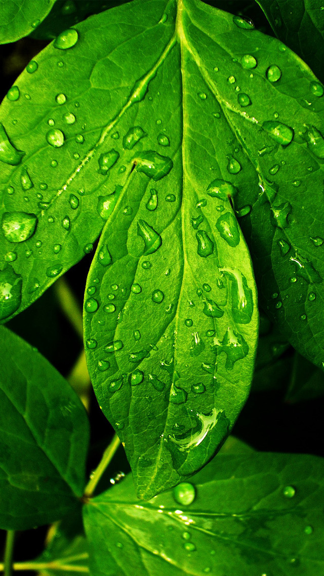 Green leaf water droplets background #2 free wallpaper for mobile - medium preview image