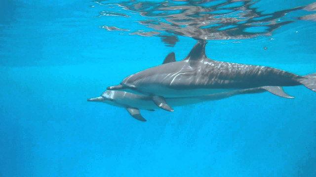 Dolphins swimming blue pool water free wallpaper for desktop - medium preview image
