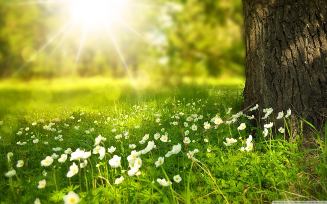 Field white flowers tree sunshine free wallpaper for desktop - medium preview image