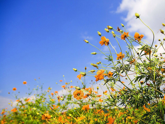 Field of flowers blue sky #4 free wallpaper for desktop - medium preview image