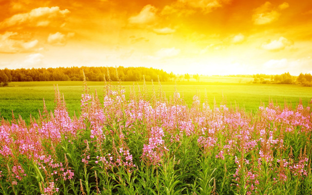 Field flowers sunset clouds sky #2 free wallpaper for desktop - medium preview image