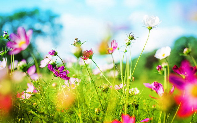 Flower field blue sky daisies free wallpaper for desktop - medium preview image