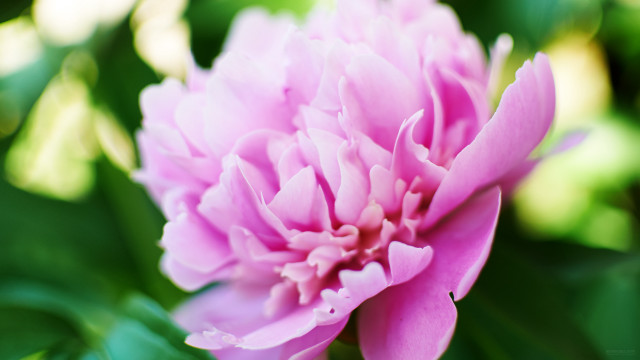 Pink flower green leaves blurry #17 free wallpaper for desktop - medium preview image