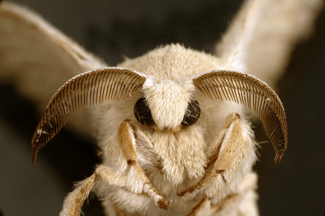 Close up bug long horns free wallpaper for desktop - medium preview image
