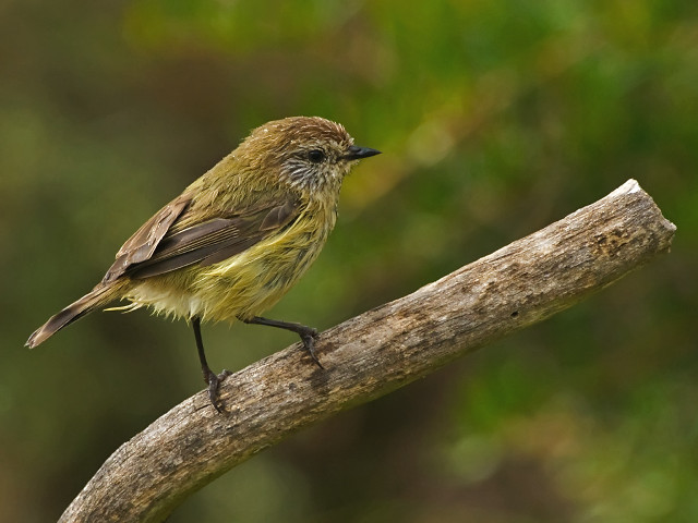 Small bird perched branch forest #3 free wallpaper for desktop - medium preview image