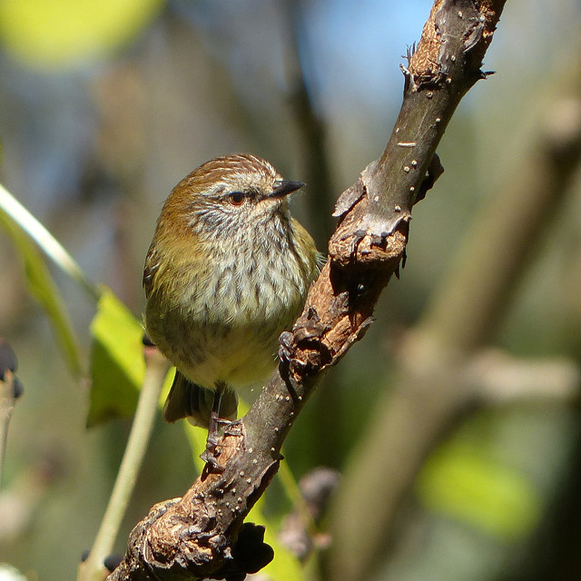 Small bird perched branch tree #16 free wallpaper for tablet - medium preview image
