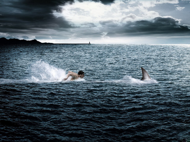 Man swimming ocean shark boat #2 free wallpaper for desktop - medium preview image