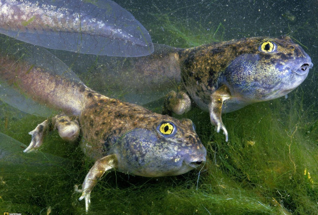 Two fish swimming pond algae free wallpaper for desktop - medium preview image