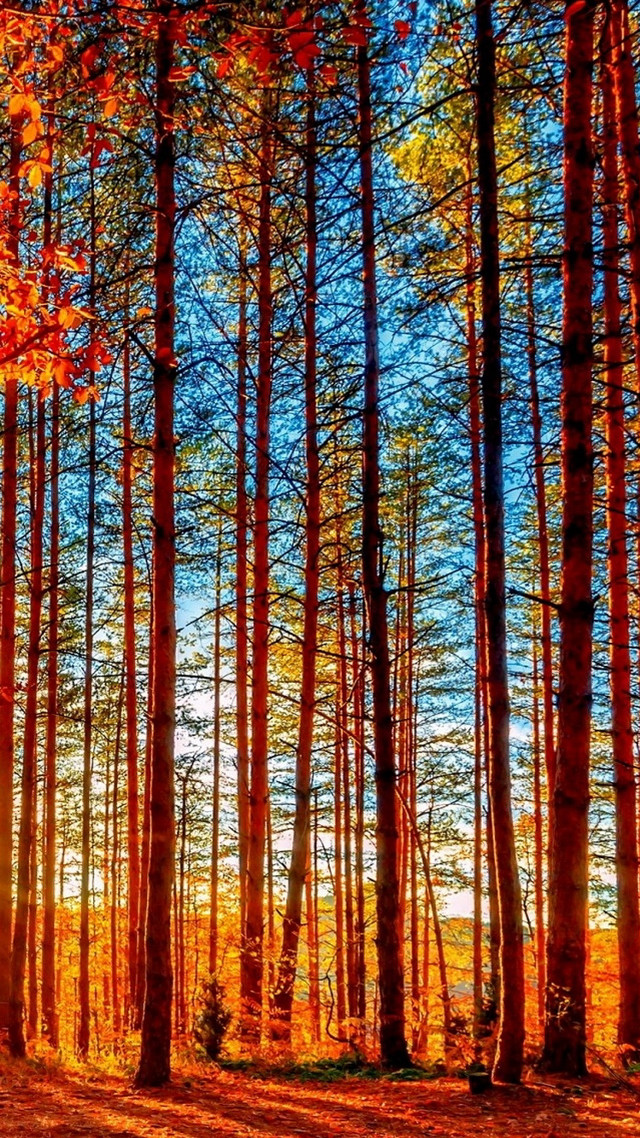 Colorful forest tall trees fall free wallpaper for mobile - medium preview image