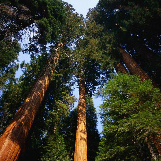 Tall trees forest blue sky #3 free wallpaper for tablet - medium preview image