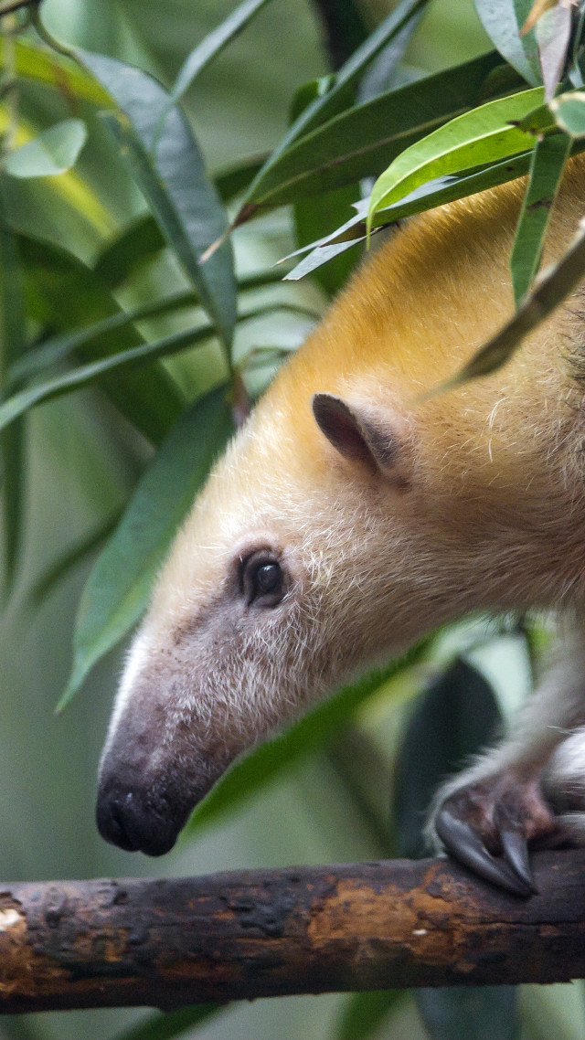 Small animal branch leaves camera free wallpaper for mobile - medium preview image