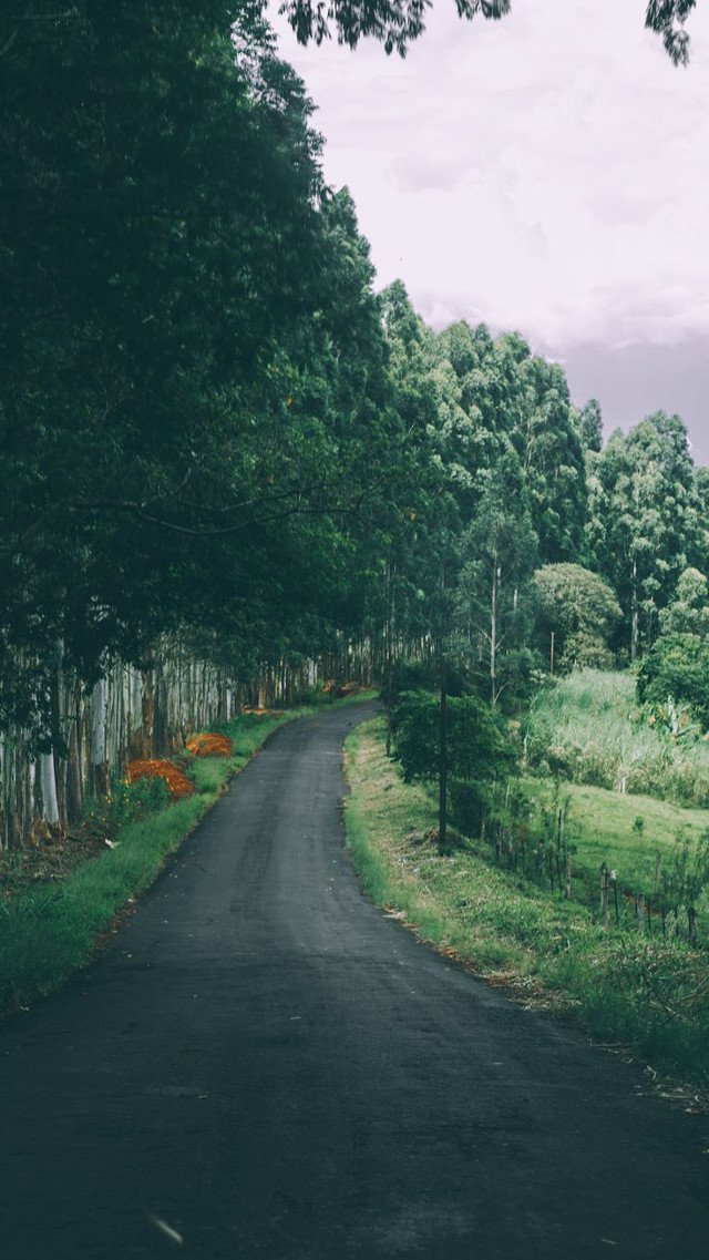 Black road trees field night free wallpaper for mobile - medium preview image