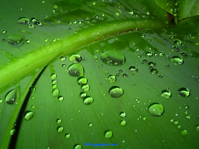 Green leaf water droplets green free wallpaper for desktop - medium preview image