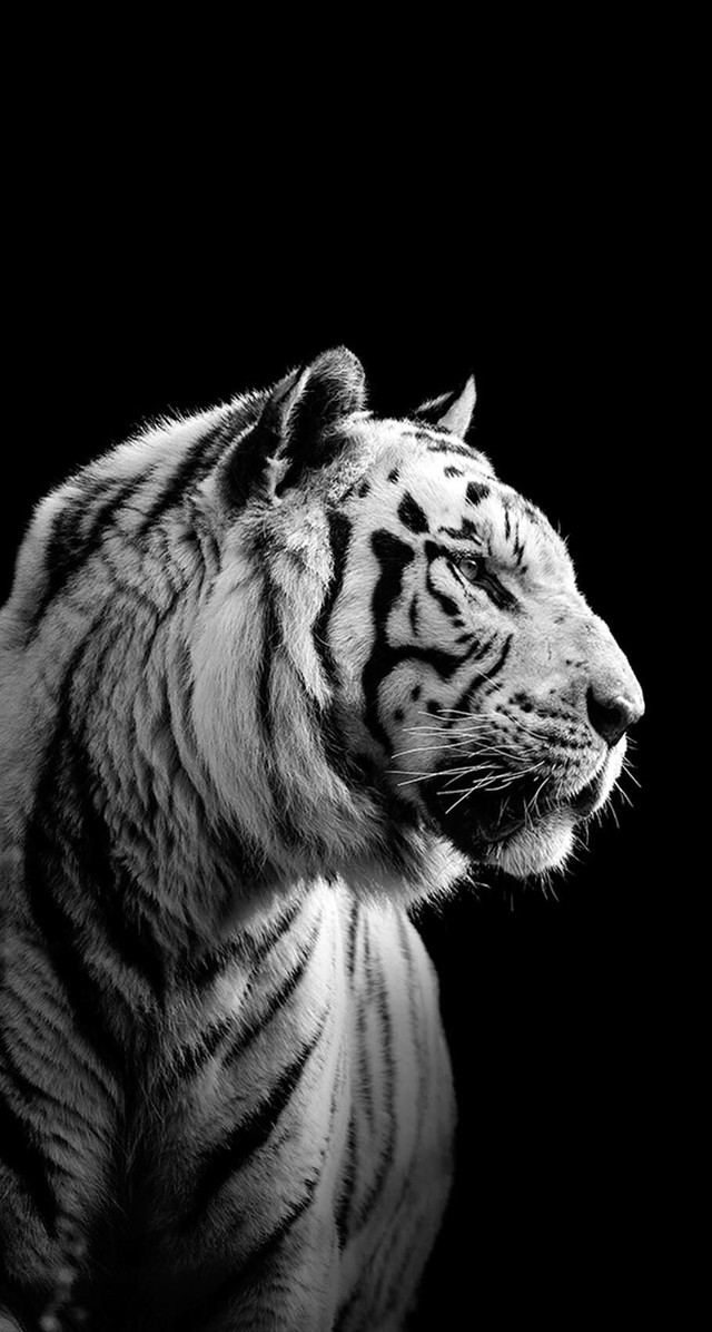 White tiger sitting dark looking free wallpaper for mobile - medium preview image