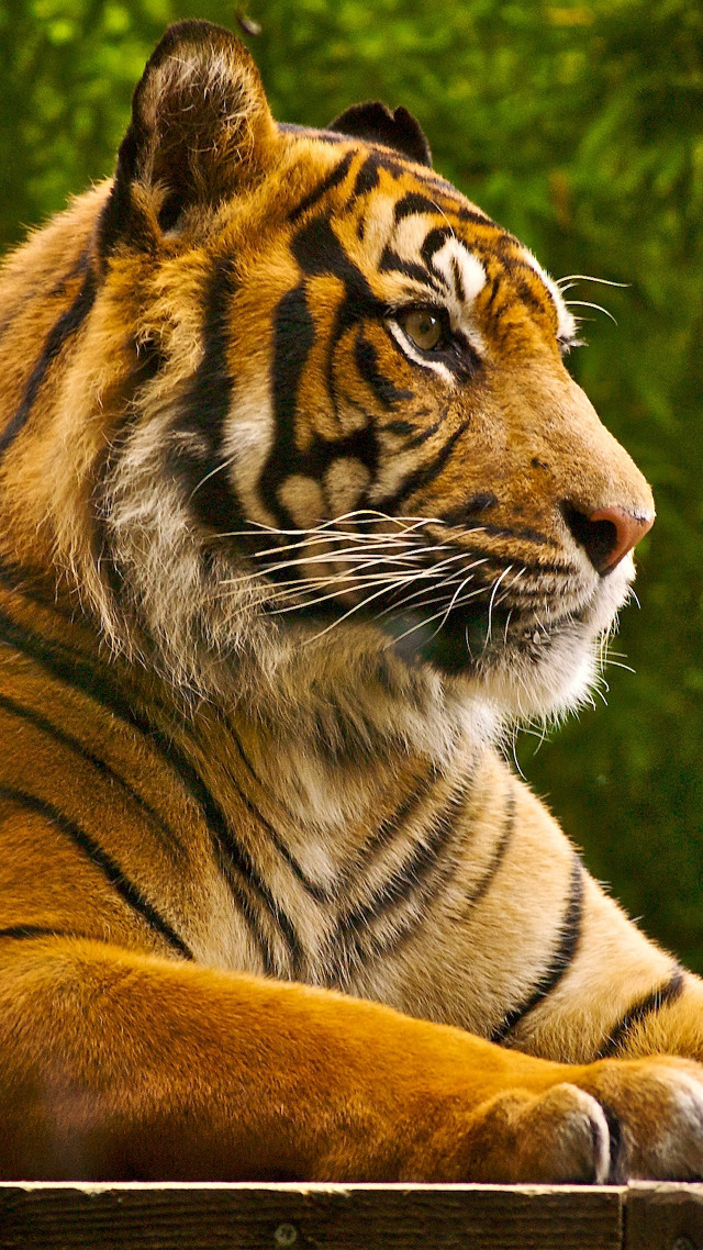 Tiger laying wooden platform forest free wallpaper for mobile - medium preview image