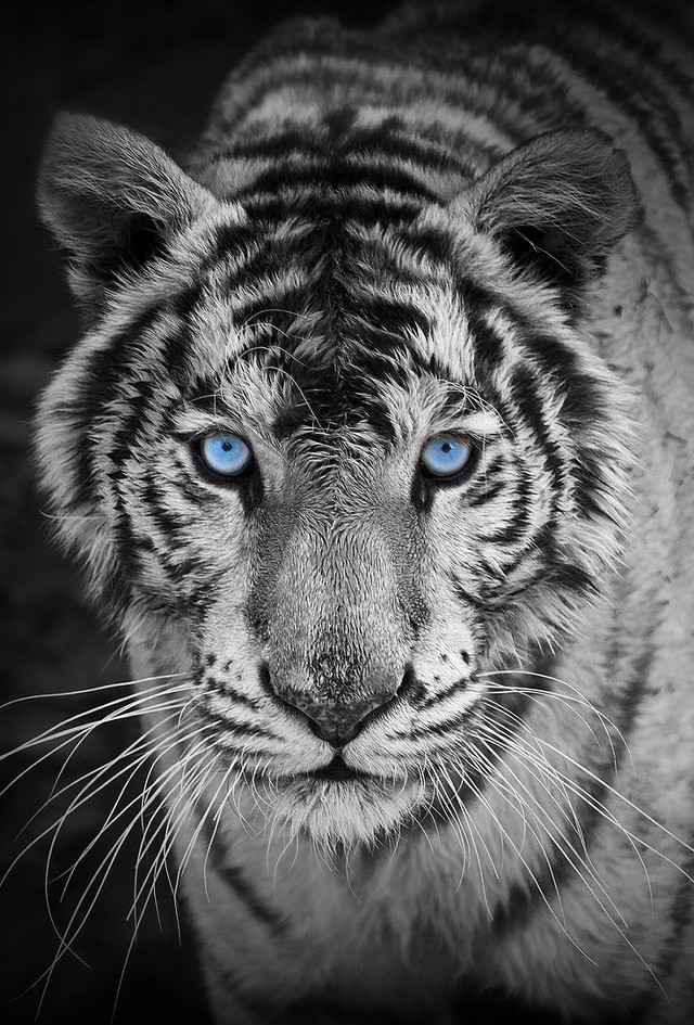 White tiger blue eyes marble free wallpaper for mobile - medium preview image