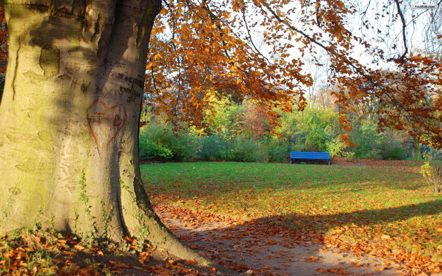 Park bench tree fall leaves free wallpaper for desktop - medium preview image
