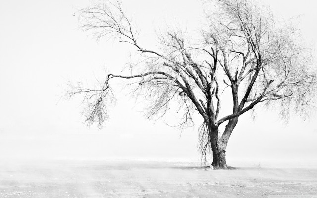 Lone tree snowy field winter free wallpaper for desktop - medium preview image