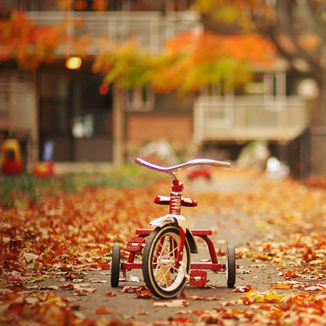 Red tricycle park fall leaves free wallpaper for tablet - medium preview image