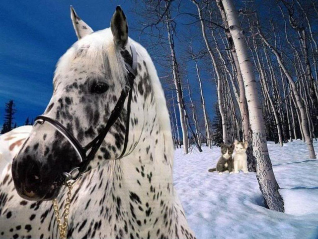 White black horse snow forest free wallpaper for desktop - medium preview image