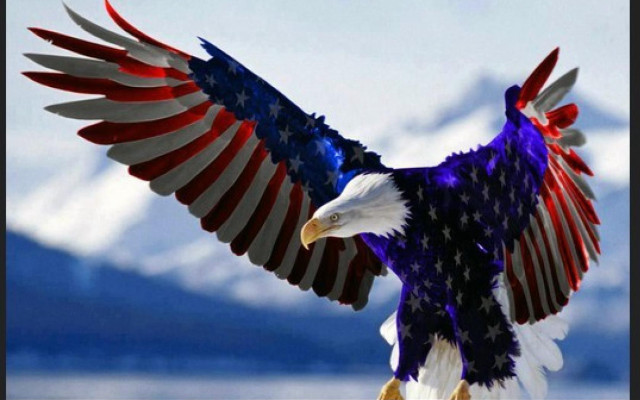 Bald eagle patriotic flag wings free wallpaper for desktop - medium preview image