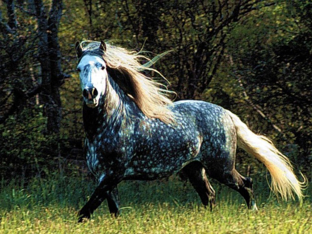 Horse long hair running field free wallpaper for desktop - medium preview image