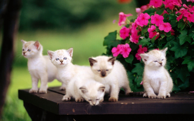 Kittens table flower pot pink free wallpaper for desktop - medium preview image