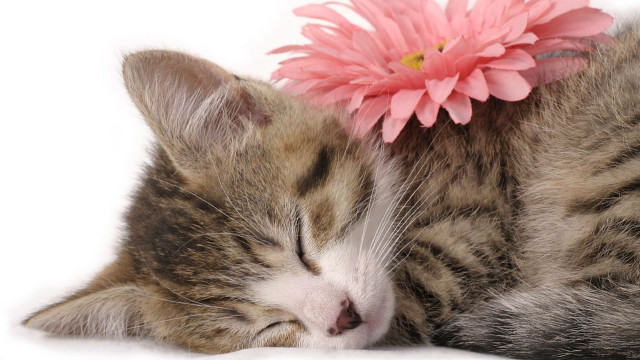 Cat sleeping pink flower white free wallpaper for desktop - medium preview image
