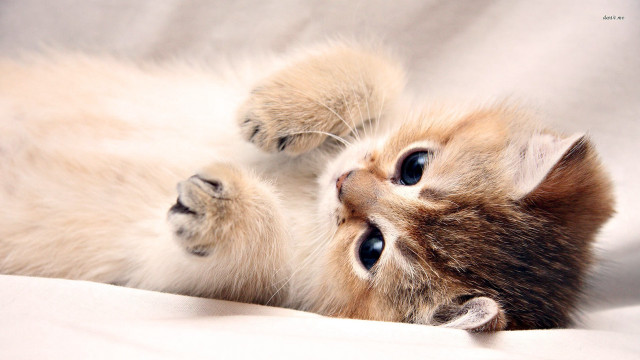 Kitten playing paw white sheet free wallpaper for desktop - medium preview image
