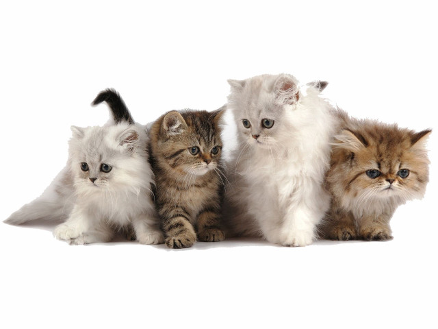Kittens group sitting white background free wallpaper for desktop - medium preview image