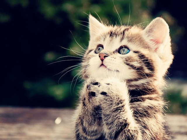 Kitten standing hind legs paws free wallpaper for desktop - medium preview image