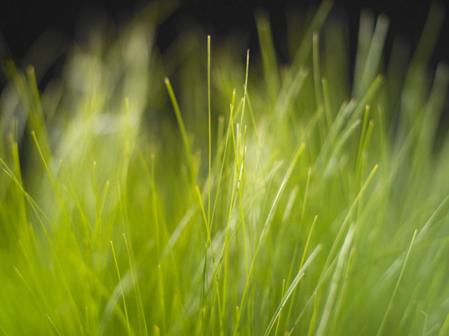 Close up green grass black #5 free wallpaper for desktop - medium preview image