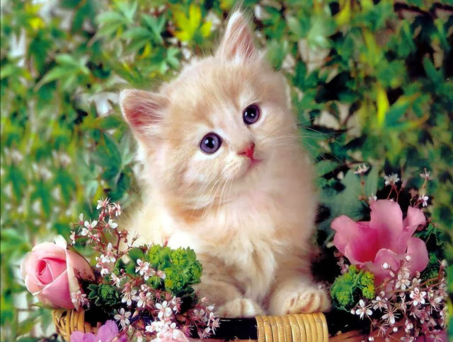 Kitten basket flowers greenery wide free wallpaper for desktop - medium preview image