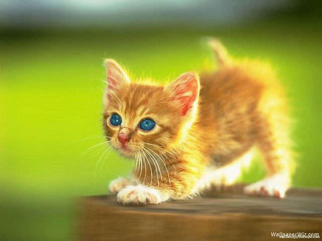Kitten blue eyes wooden post free wallpaper for desktop - medium preview image