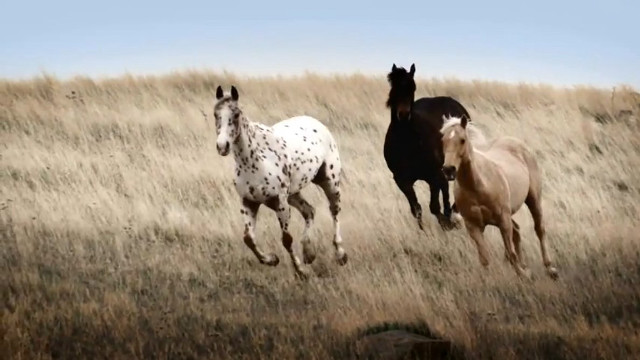 Horses running tallgrass drygrass blue free wallpaper for desktop - medium preview image