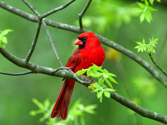 Red bird branch tree green #2 free wallpaper for desktop - medium preview image
