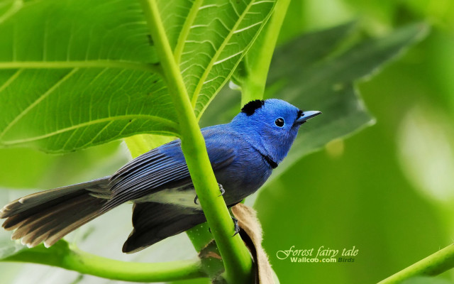 Blue bird green branch sunlight free wallpaper for desktop - medium preview image