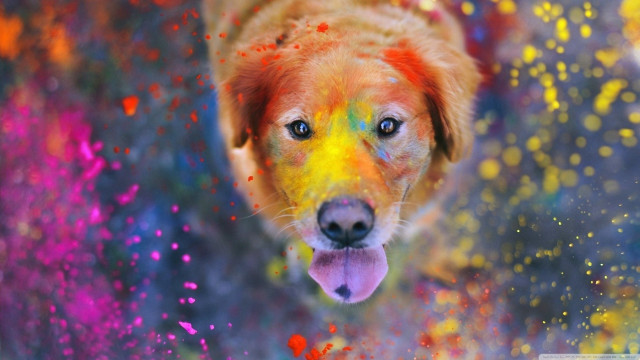 Colorful dog happy face powder free wallpaper for desktop - medium preview image