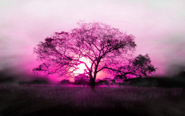 Tree field pink sky pink #2 free wallpaper for desktop - medium preview image