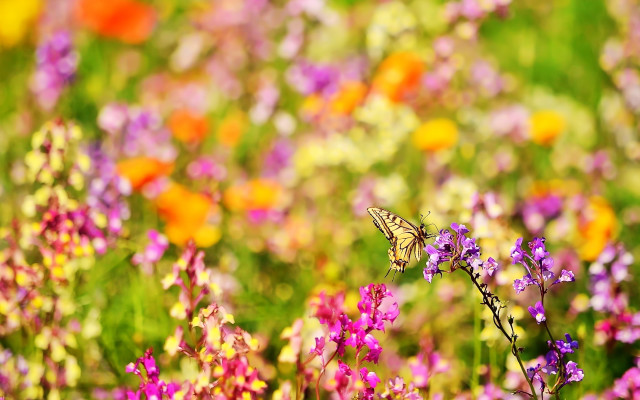 Butterfly flower field background blurry free wallpaper for desktop - medium preview image