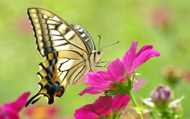 Butterfly flower field blur grass free wallpaper for desktop - medium preview image